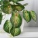 Bonsai in the Pot "Singonium Green" 9x17 cm