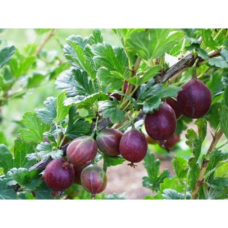 Gooseberry Chernomore, C5 pot, 1 pc, summer 2024