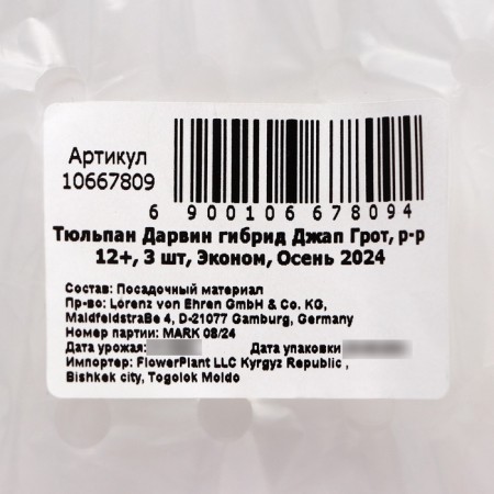 Tulip Darwin Hybrid Jap Grot, Rr 12+, 3 pcs, Economy, autumn 2024-2