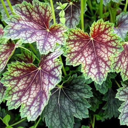 Heichera (Heuher) Hybrid Beauty Color, Rr. I, 1 pc, Spring 2025