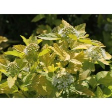 Bubble of Kalinolite Angel Gold, C3 pot, H10-50 height, 1 pc, summer 2024