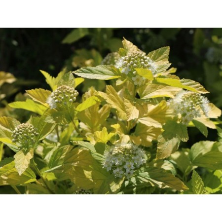 Bubble of Kalinolite Angel Gold, C3 pot, H10-50 height, 1 pc, summer 2024