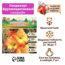 Гладиолус Крупноцветковый "Саншайн", р-р 8/10, 7 шт,