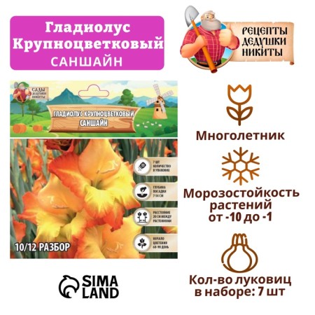Gladiolus Large-flowered "Sanshain", rr 8/10, 7 pcs,