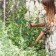 Builder for flowers, d = 20 cm, h = 120 cm, leg d = 1 cm, metal, green
