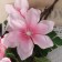 Artificial flowers "Clematis coarse -flowered" 61x14 cm, pink