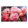 Picture on canvas "Gorgeous peonies" 60*100 cm