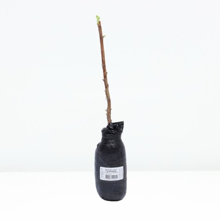 Currants Black traditional varieties "Gulliver", tube, 1 pc, spring 2025-2