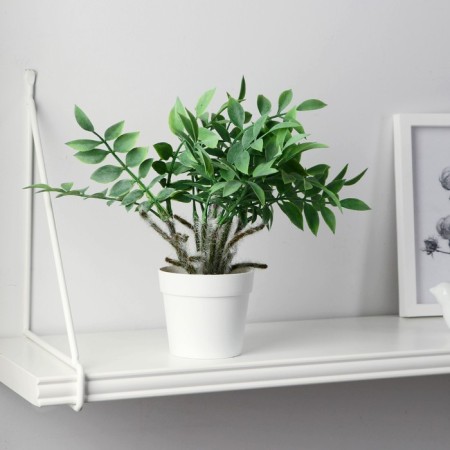 Bonsai in the pot "Zamioculcas" 8.5x22 cm