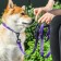 Collar Cosmo Dog, fastener - fastx, 2 cm 25-40 cm