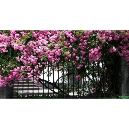 Photo Banner, 300 × 160 cm, with photo printing, eyelets step 1 m, “terrace”, Greengo
