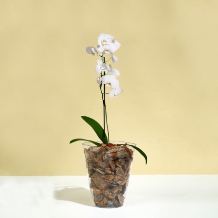 Pot for orchids, 1.5 l, 13 × 17 cm, plastic, transparent-2