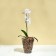 Pot for orchids, 1.5 l, 13 × 17 cm, plastic, transparent