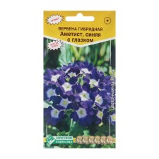 Verbena flowers hybrid 