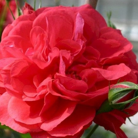 Sahenian Rosa "Yutersen Rosenkenigen", Tuba, Spring 2025
