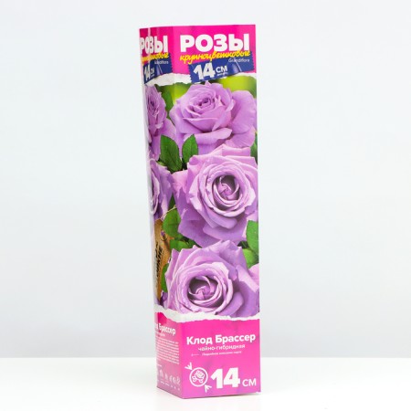 Seedling rose tea-hybrid Claude Brasser, 1 pc, spring 2024-1