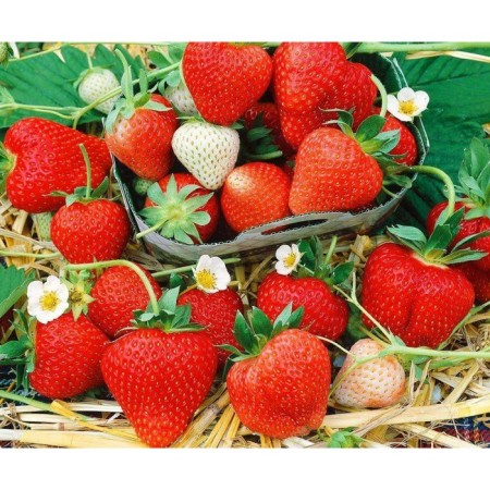 Strawberry seedlings of frigo Monteria A (9-15 mm), p9 pot