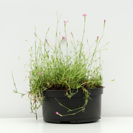 Carnation-grass "Confetti DIP Red", pot C3, 1 pc, spring 2024-1
