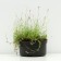 Carnation-grass "Confetti DIP Red", pot C3, 1 pc, spring 2024