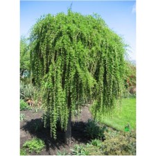 Japanese larch, p9 pot, 1 pc, summer 2024