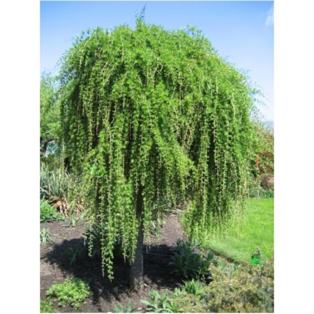 Japanese larch, p9 pot, 1 pc, summer 2024