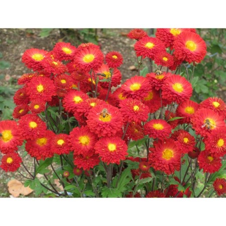 Chrysanthemum Korean Mazurka, I Rn, 1 pc, 65-70 h (cm), autumn 2024