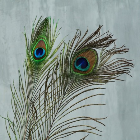 Feather Pavlin for decor, size - from 90 to 100 cm-4