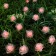 Garland “thread” 4.5 m with nozzles “roses”, IP44, dark thread, 30 LED, glow red, 2 modes, solar battery