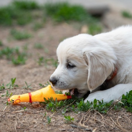 The squeak of "thoughtful chicken" is small, 16.5 cm, yellow-5