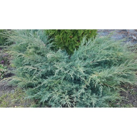 Virginsky juniper "Gray Oul", P9, 1pc, h 3-20 cm, summer 2024