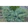 Virginsky juniper "Gray Oul", P9, 1pc, h 3-20 cm, summer 2024