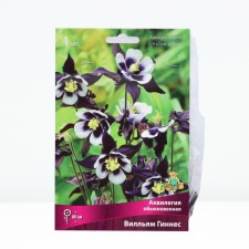 Aquilegia Ordinary Villam Guinness, Rr. I, 1 pc, Spring 2024