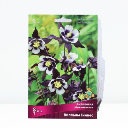 Aquilegia Ordinary Villam Guinness, Rr. I, 1 pc, Spring 2024