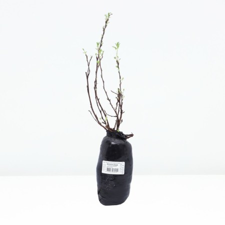 Lapceta shrubby (series North Garden) "Ebbotswood" 1 pc, tube, spring 2025-2