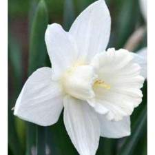 Narcissus Tubular Mount Hood, 12/14 rr, 5 pcs, 40 h (cm), autumn 2024