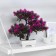 Bonsai in the pot "Small fluffs" 26x24 cm, mix