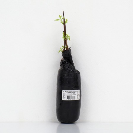 Jasmine Sadovy (Monaure) "Shnehhturm", 1 pc, tube, spring 2025-2