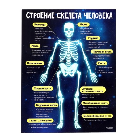Set for experiments "Human Skeleton"-6