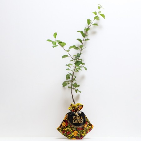 Seedling apple tree with a standard uralets, autumn variety, pot 2l., Summer 2024-1