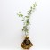 Seedling apple tree with a standard uralets, autumn variety, pot 2l., Summer 2024