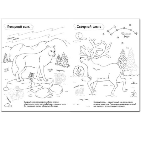 Color Russia. A book with stickers. Arctic-1