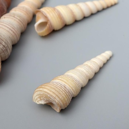 Decorative shells "Turritella Terebra" 5 pcs-1