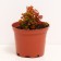 Barberry Tunberg Admireshn, C2 pot, H10-50 height, 1 pc, summer 2024