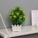 Bonsai in the Bromelia Premium pot 21x7.5 cm, mix