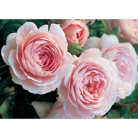 Seedling rose English Park "Quin Ovid", tube, 1 pc, spring 2025