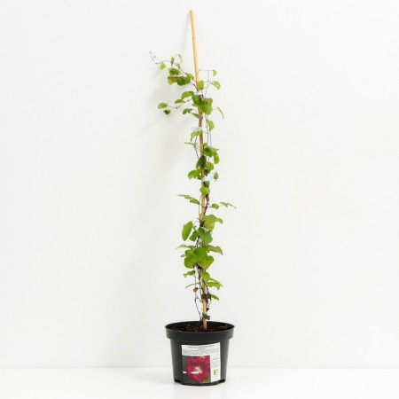 Clematis large-flowered Red Star, C2 pot, H20-40 Height, 1 pc, summer 2024-1
