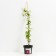 Clematis large-flowered Red Star, C2 pot, H20-40 Height, 1 pc, summer 2024