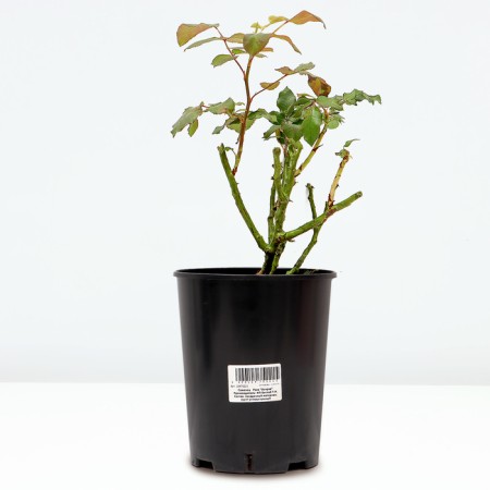 Osiriy Rosa seedling, pot of C4, summer 2024-1