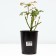 Osiriy Rosa seedling, pot of C4, summer 2024
