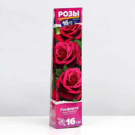 Sahenian rose gasfort Spring 2024, 1 pc.